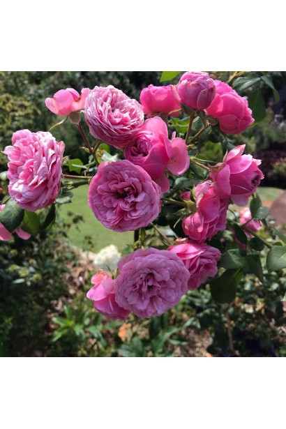 Пишні рожеві суцвіття троянди Помпонелла